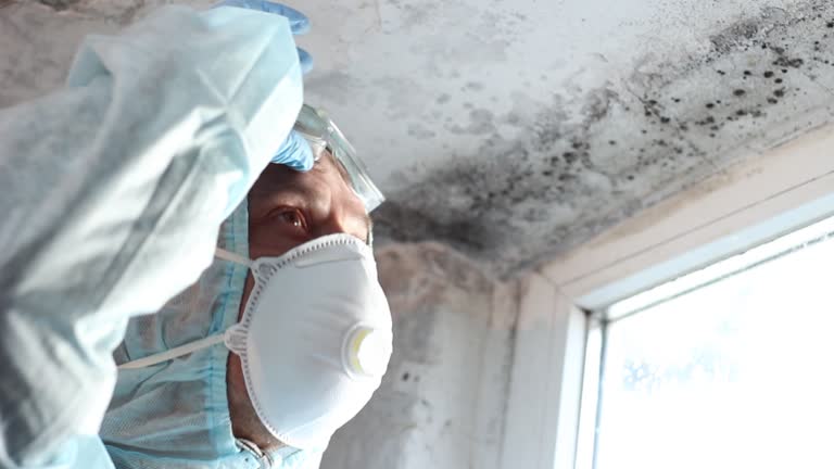 Why You Should Choose Our Mold Remediation Services in Verdi, NV